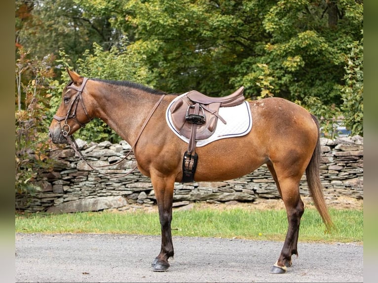 American Quarter Horse Castrone 12 Anni 137 cm Baio ciliegia in Everett, PA