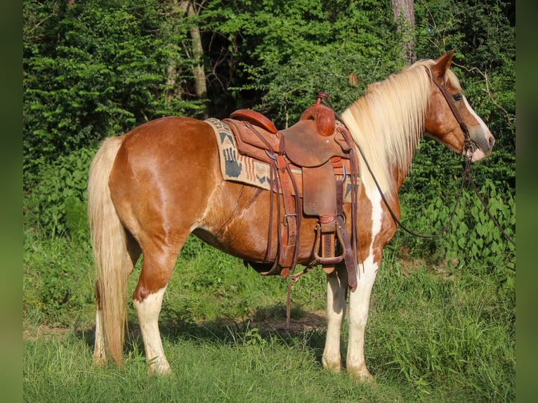 American Quarter Horse Castrone 12 Anni 137 cm Tobiano-tutti i colori in Rusk TX