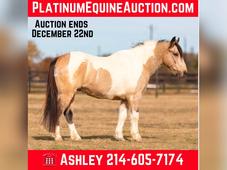 American Quarter Horse Castrone 12 Anni 137 cm Tobiano-tutti i colori in Weatherford TX