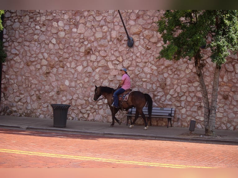 American Quarter Horse Castrone 12 Anni 140 cm Baio ciliegia in Rusk TX