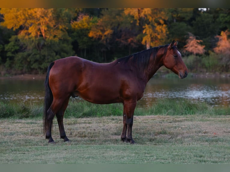 American Quarter Horse Castrone 12 Anni 140 cm Baio ciliegia in Forney
