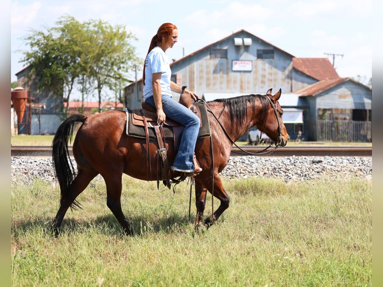 American Quarter Horse Castrone 12 Anni 140 cm Baio ciliegia in Forney