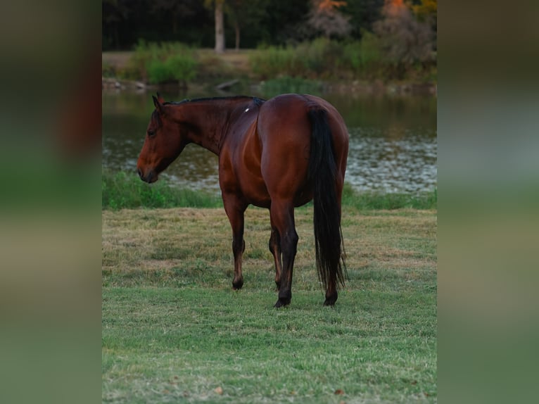 American Quarter Horse Castrone 12 Anni 140 cm Baio ciliegia in Forney