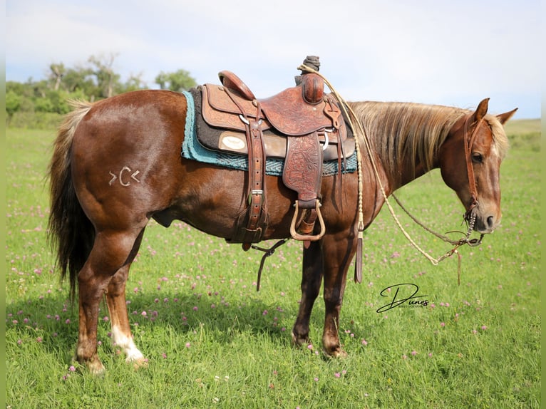 American Quarter Horse Castrone 12 Anni 140 cm Sauro scuro in Thedford, NE