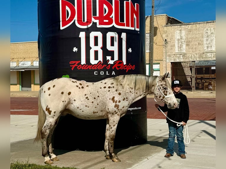 American Quarter Horse Castrone 12 Anni 142 cm Baio ciliegia in Dublin TX