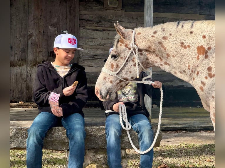 American Quarter Horse Castrone 12 Anni 142 cm Baio ciliegia in Dublin TX