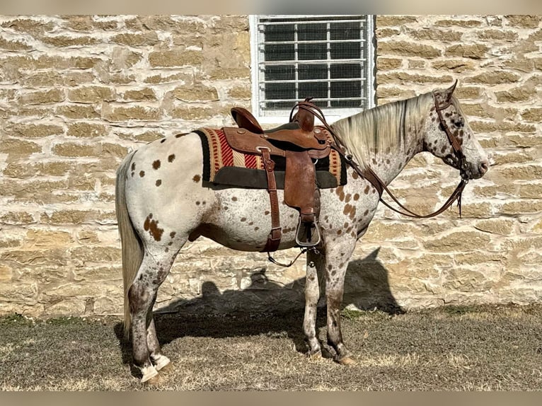 American Quarter Horse Castrone 12 Anni 142 cm Baio ciliegia in Dublin TX