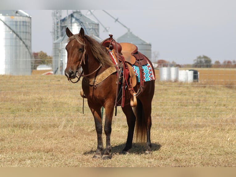 American Quarter Horse Castrone 12 Anni 142 cm Baio in Sanora KY