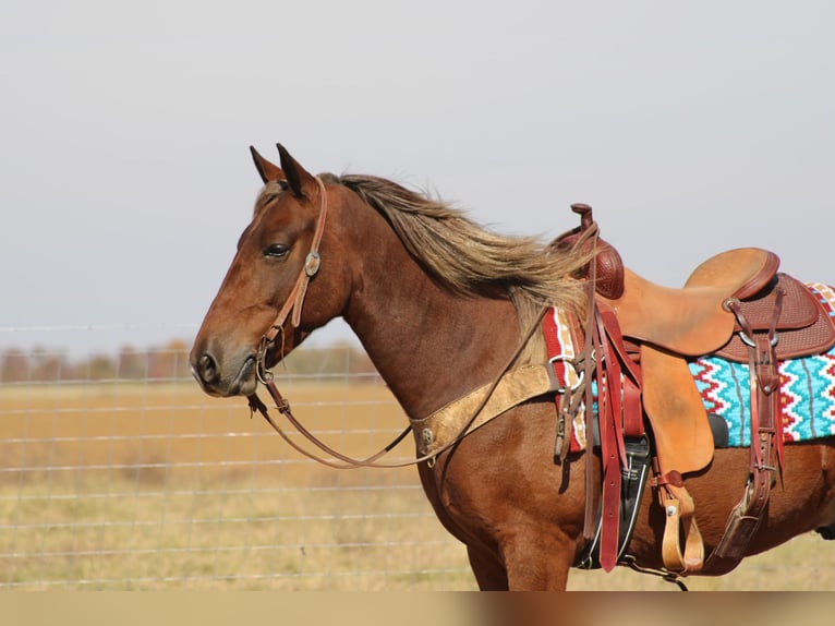 American Quarter Horse Castrone 12 Anni 142 cm Baio in Sanora KY