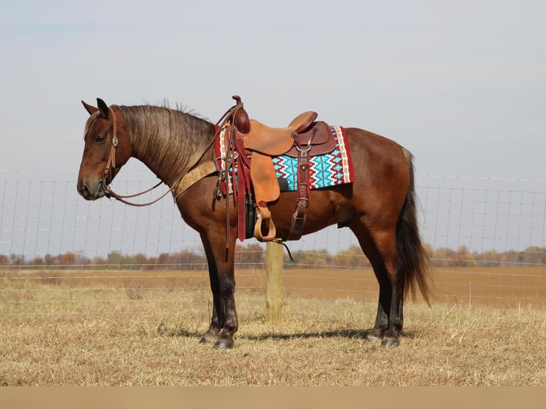 American Quarter Horse Castrone 12 Anni 142 cm Baio in Sanora KY