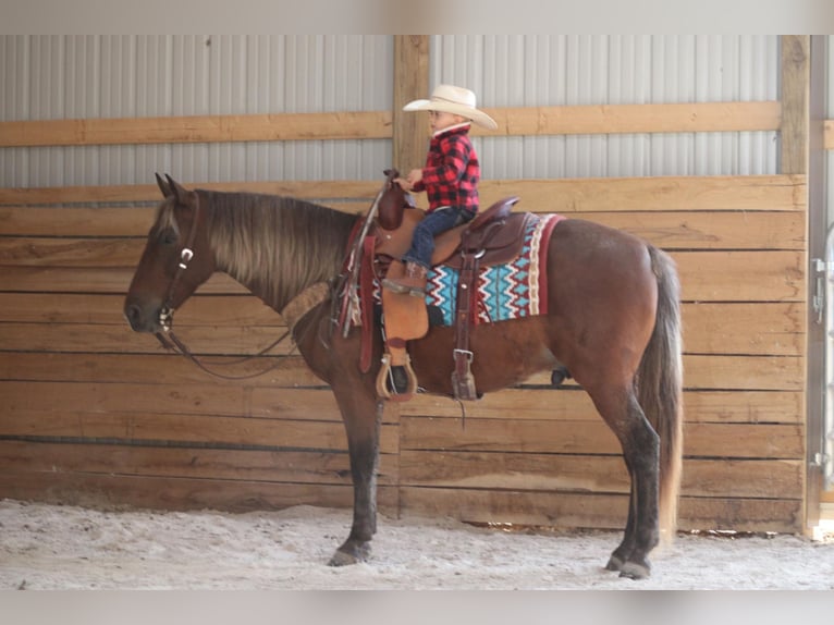 American Quarter Horse Castrone 12 Anni 142 cm Baio in Sanora KY