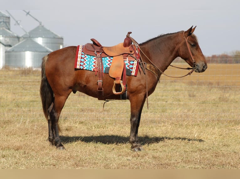 American Quarter Horse Castrone 12 Anni 142 cm Baio in Sanora KY