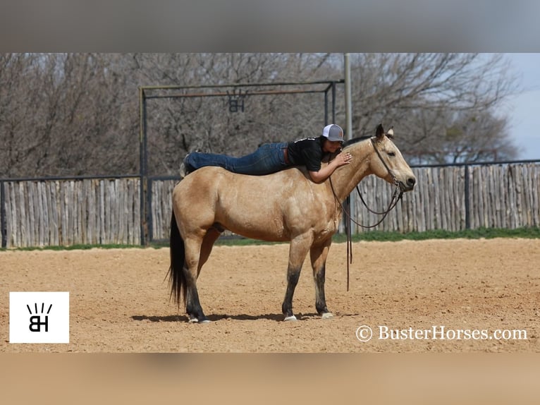 American Quarter Horse Castrone 12 Anni 142 cm Palomino in Paicines CA