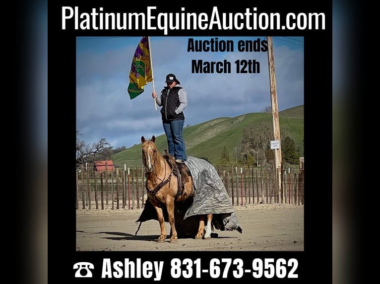 American Quarter Horse Castrone 12 Anni 142 cm Palomino in Paicines CA