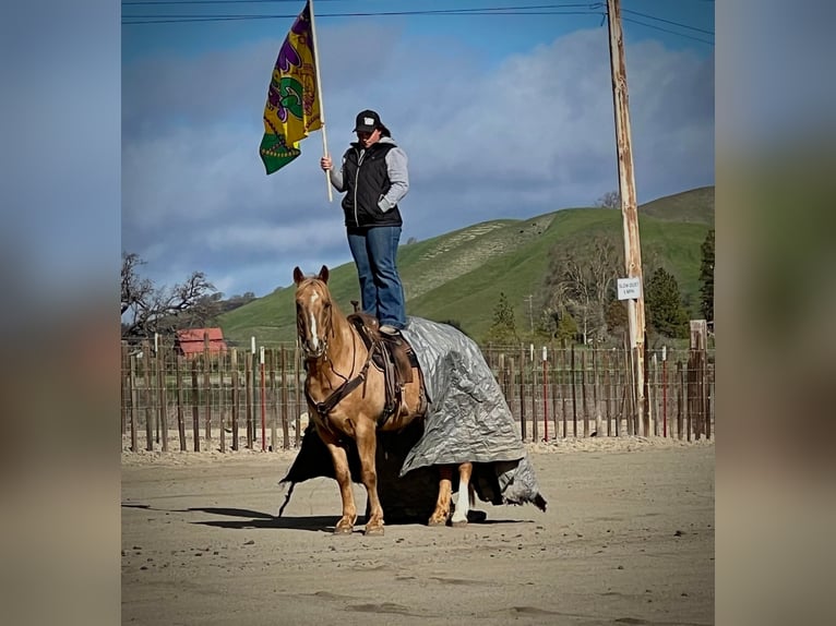 American Quarter Horse Castrone 12 Anni 142 cm Palomino in Paicines CA