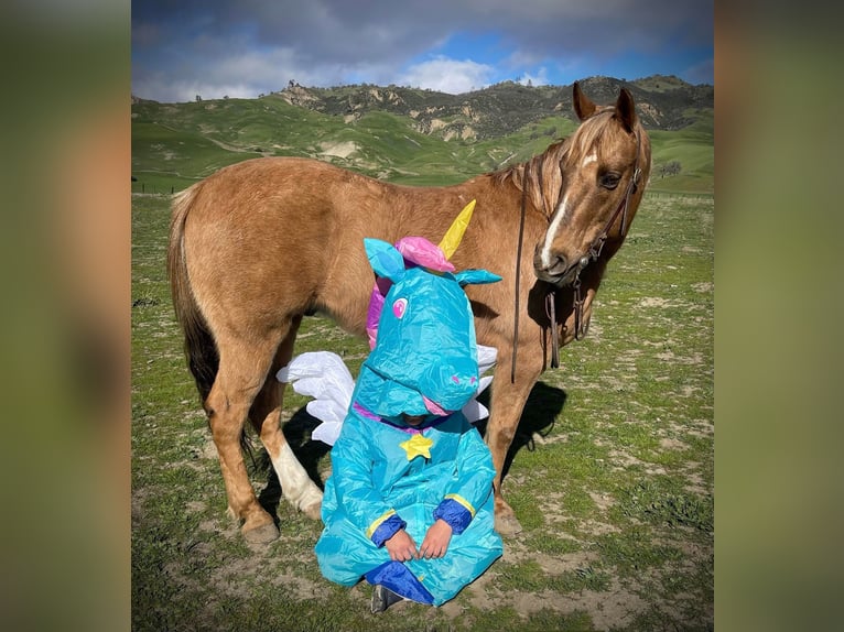 American Quarter Horse Castrone 12 Anni 142 cm Palomino in Paicines CA