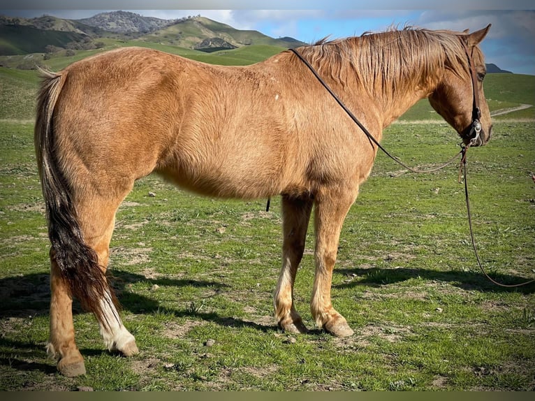 American Quarter Horse Castrone 12 Anni 142 cm Palomino in Paicines CA