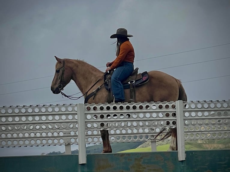 American Quarter Horse Castrone 12 Anni 142 cm Palomino in Paicines CA