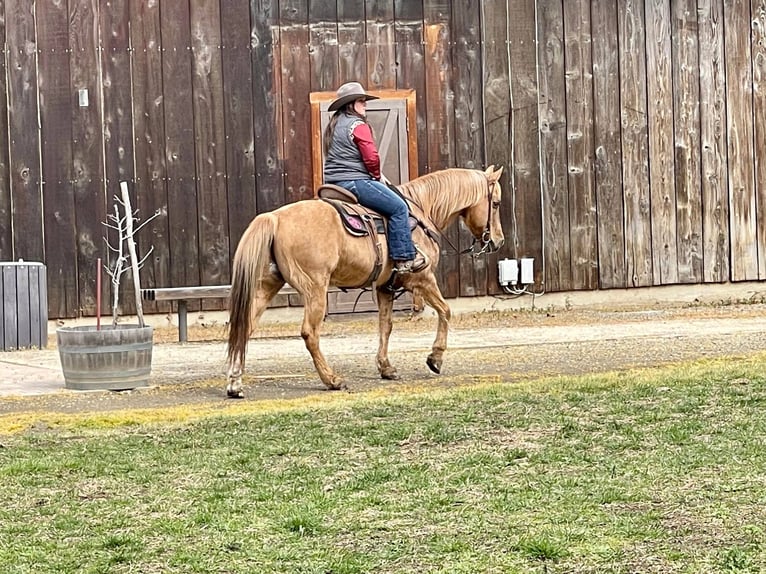 American Quarter Horse Castrone 12 Anni 142 cm Palomino in Paicines CA