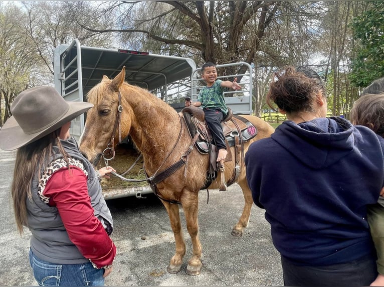 American Quarter Horse Castrone 12 Anni 142 cm Palomino in Paicines CA