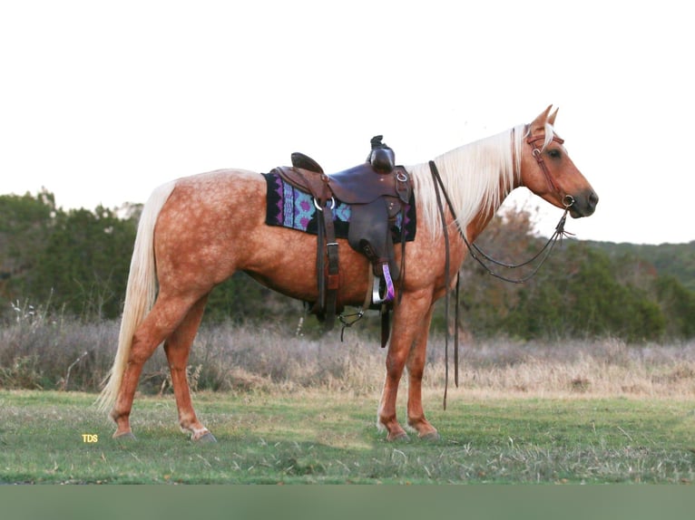 American Quarter Horse Castrone 12 Anni 142 cm Palomino in Stephenville TX