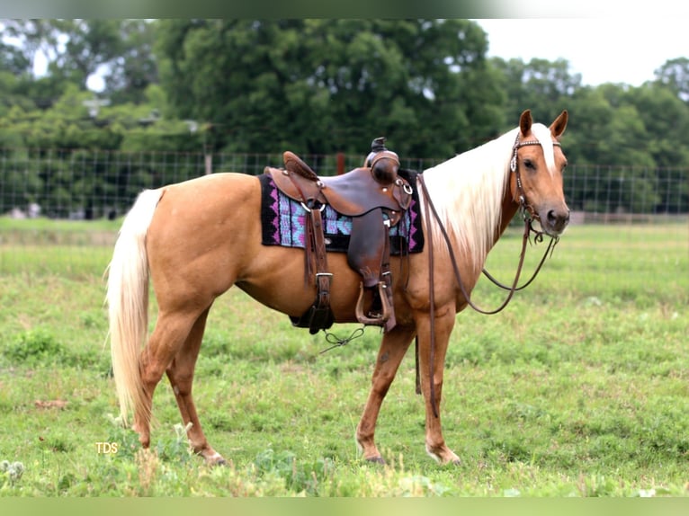 American Quarter Horse Castrone 12 Anni 142 cm Palomino in Stephenville TX