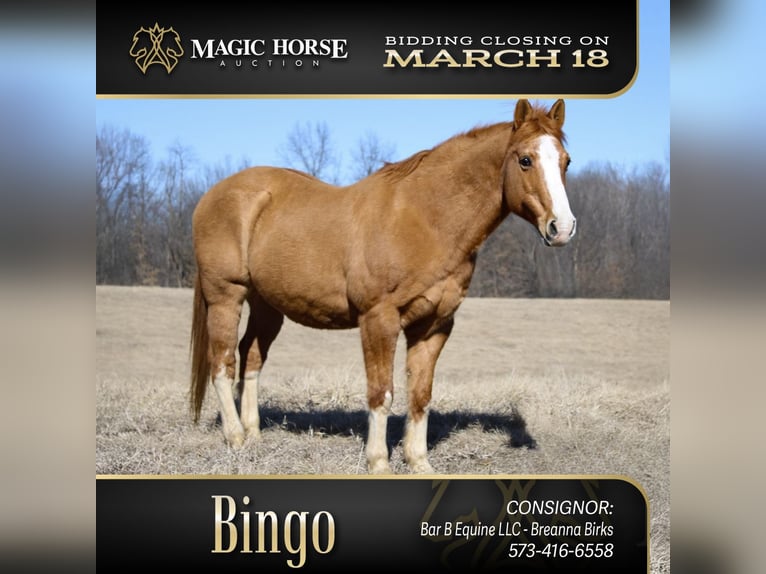 American Quarter Horse Castrone 12 Anni 142 cm in Atlanta