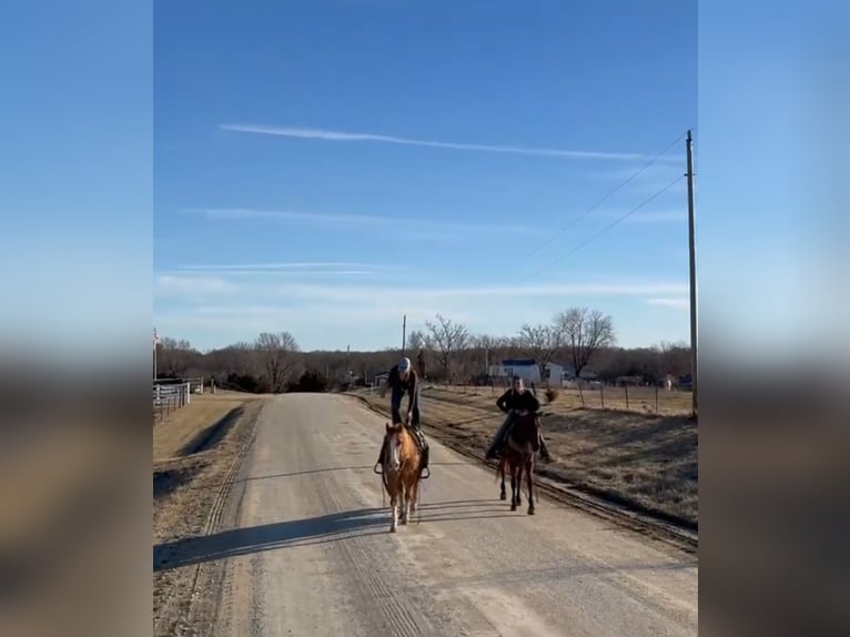 American Quarter Horse Castrone 12 Anni 142 cm in Atlanta