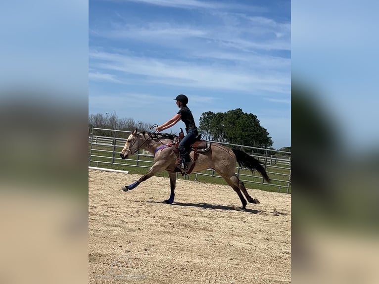 American Quarter Horse Castrone 12 Anni 142 cm Pelle di daino in Fort Pierce, FL