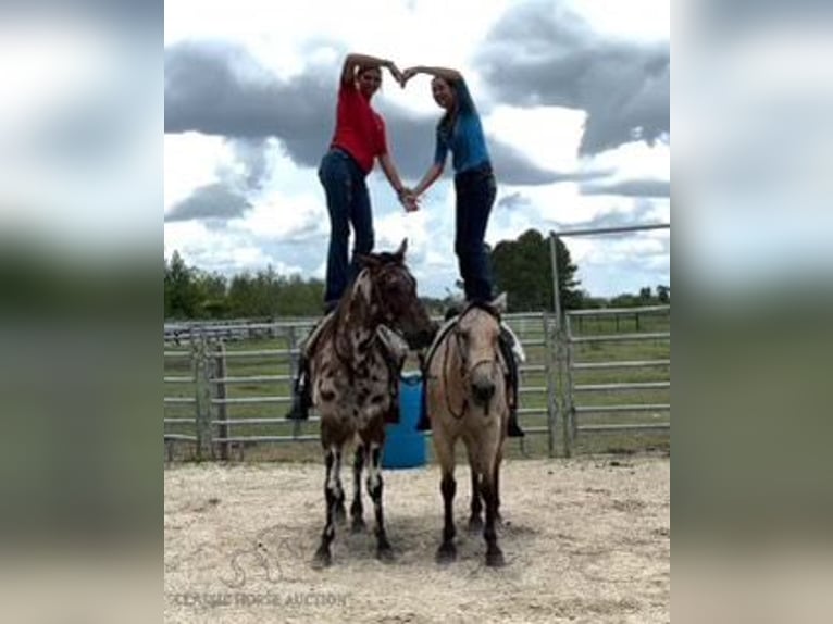 American Quarter Horse Castrone 12 Anni 142 cm Pelle di daino in Fort Pierce, FL