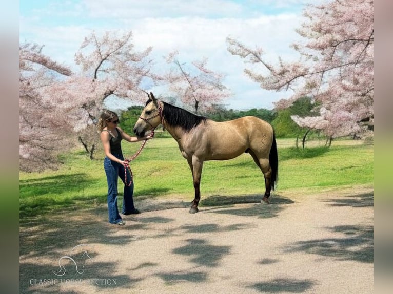 American Quarter Horse Castrone 12 Anni 142 cm Pelle di daino in Fort Pierce, FL