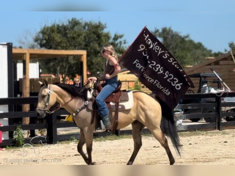 American Quarter Horse Castrone 12 Anni 142 cm Pelle di daino in Fort Pierce, FL