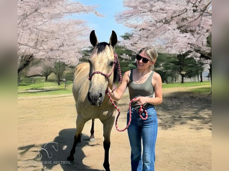 American Quarter Horse Castrone 12 Anni 142 cm Pelle di daino in Fort Pierce, FL