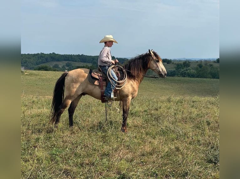 American Quarter Horse Castrone 12 Anni 142 cm Pelle di daino in Maysville KY