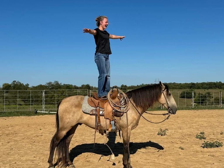 American Quarter Horse Castrone 12 Anni 142 cm Pelle di daino in Maysville KY