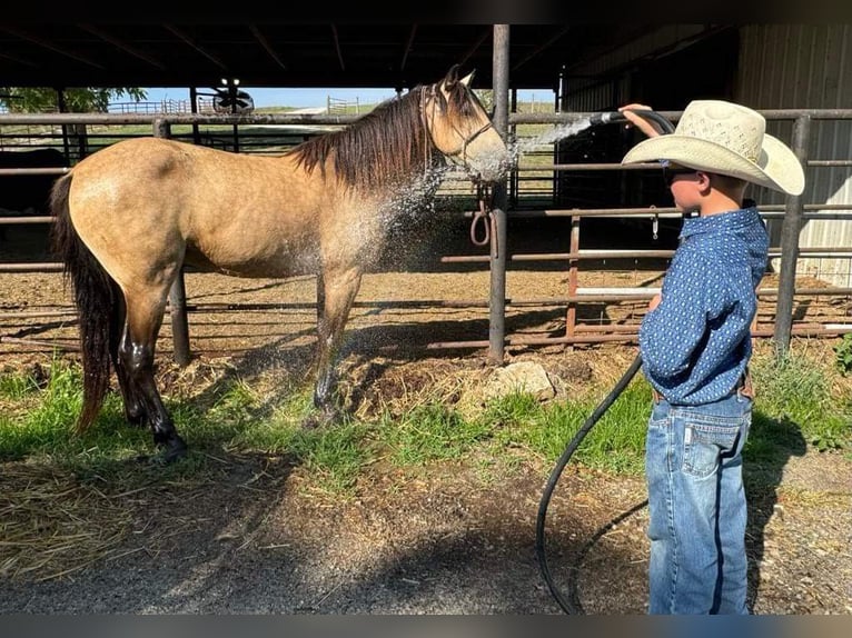 American Quarter Horse Castrone 12 Anni 142 cm Pelle di daino in Maysville KY