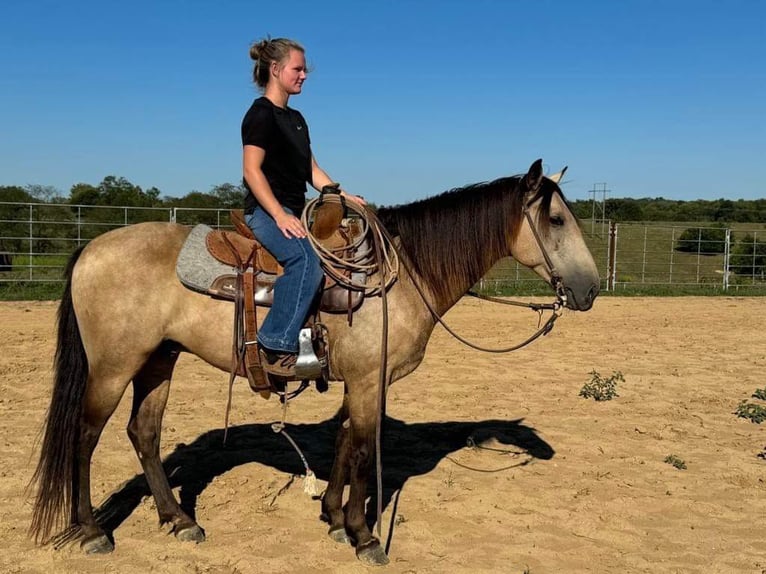 American Quarter Horse Castrone 12 Anni 142 cm Pelle di daino in Maysville KY