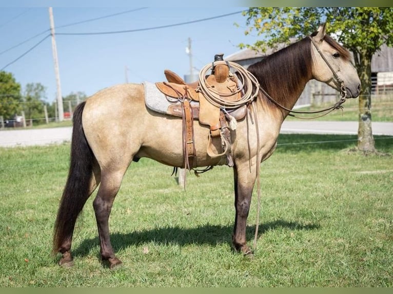 American Quarter Horse Castrone 12 Anni 142 cm Pelle di daino in Maysville KY