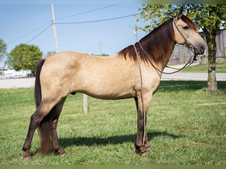 American Quarter Horse Castrone 12 Anni 142 cm Pelle di daino in Maysville KY