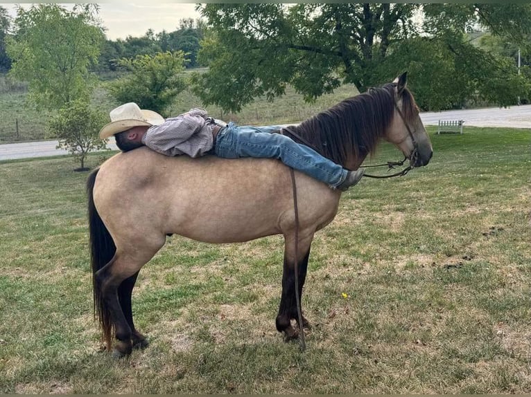 American Quarter Horse Castrone 12 Anni 142 cm Pelle di daino in Maysville KY