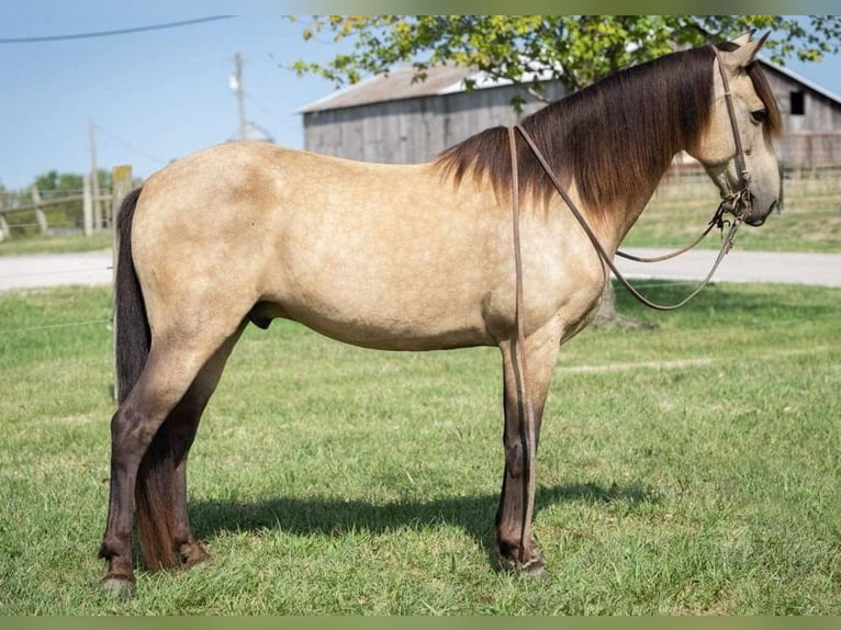 American Quarter Horse Castrone 12 Anni 142 cm Pelle di daino in Maysville KY