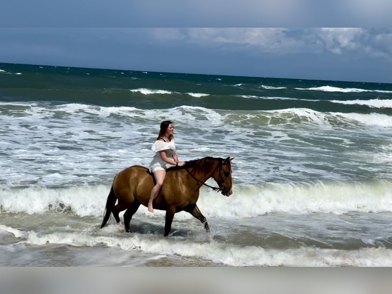 American Quarter Horse Castrone 12 Anni 142 cm Red dun in Morriston