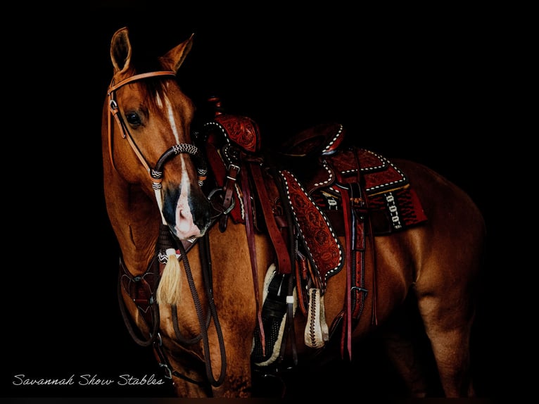 American Quarter Horse Castrone 12 Anni 142 cm Red dun in Morriston