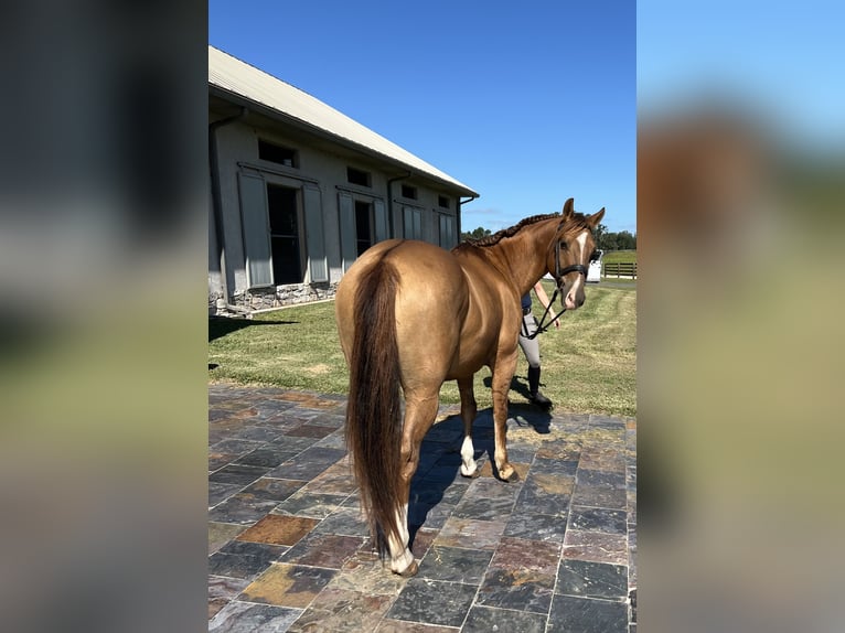 American Quarter Horse Castrone 12 Anni 142 cm Red dun in Morriston