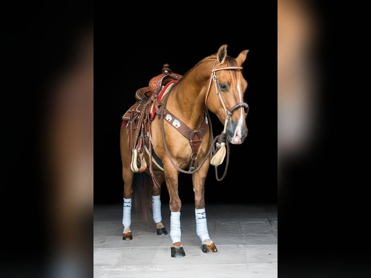 American Quarter Horse Castrone 12 Anni 142 cm Red dun in Morriston