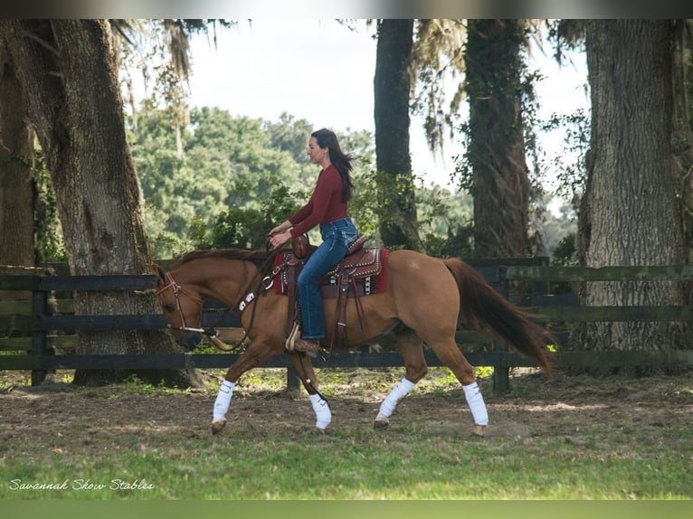 American Quarter Horse Castrone 12 Anni 142 cm Red dun in Morriston