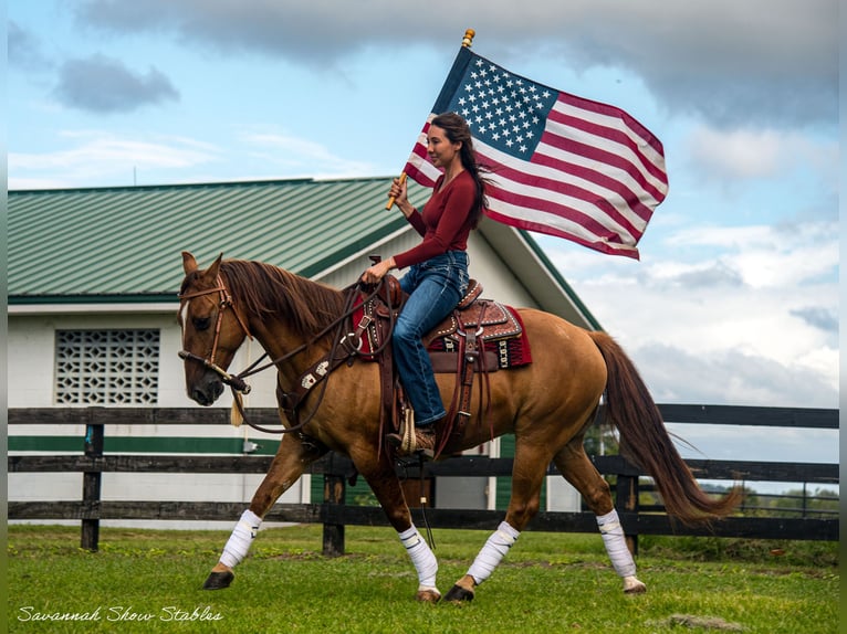 American Quarter Horse Castrone 12 Anni 142 cm Red dun in Morriston