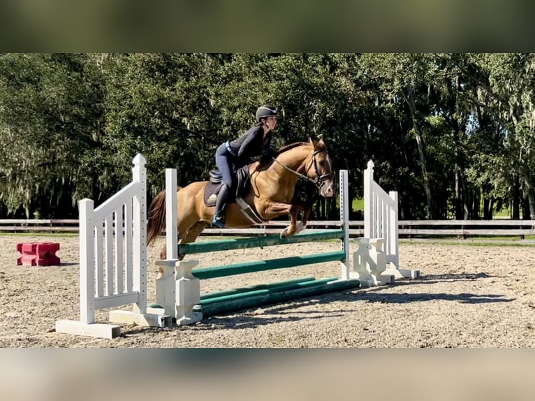 American Quarter Horse Castrone 12 Anni 142 cm Red dun in Morriston