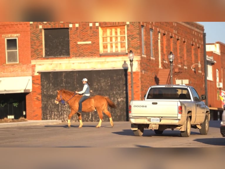 American Quarter Horse Castrone 12 Anni 142 cm Red dun in Atlanta