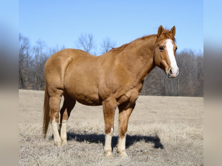 American Quarter Horse Castrone 12 Anni 142 cm Red dun in Atlanta